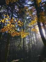 soluppgång i den dimmiga höstskogen foto