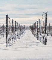 alsace vingårdar under tung snö en solig vinterdag. detaljer och ovanifrån. foto