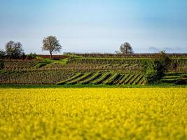 vackra gula fält av raps, biobränslekomponent, jordbruk i Frankrike foto