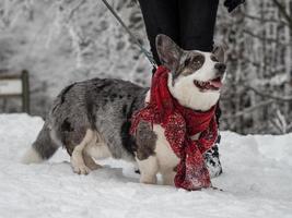 rolig corgi på vintersnön i en halsduk. vinterkläder. foto