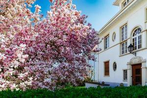 vacker rosa magnolia i strasbourg, våren, alsace foto