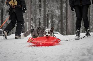 rolig corgi i vinterskogen leker med snö. foto