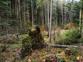 ljusa höstfärger i vogeserna. alsace. foto