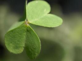 shamrock växt blad foto