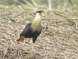 crested caracara 1 foto