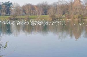 river po, turin foto