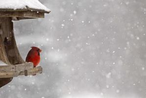 kardinal vid fågelmatare foto