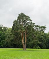 stora gamla träd i ett fält mot en skog bakgrund foto