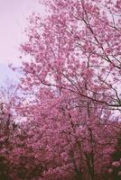 vilda himalaya körsbärsblommor på träd, vacker rosa sakura blomma vid vinterlandskapsträd med blå himmel foto