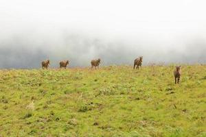 grupp nilgiri tahr i eravikulam nationalpark södra Indien foto