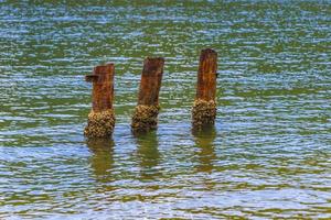 mangrove och pouso strand träpollare ön ilha grande brasilien. foto