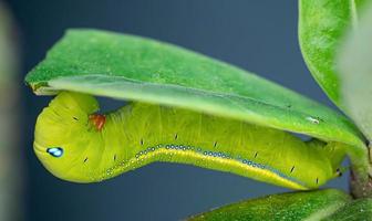 larven är på väg att äta upp bladen. larverna äter bladen av adenium. under regnperioden.larven är på väg att äta upp bladen. larverna äter bladen av adenium. foto