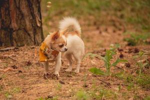 chihuahua hund i skogen. renrasig minihund. djur, husdjur. foto