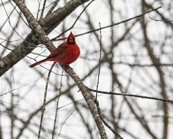 manlig kardinalsång på trädets lem foto
