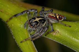 liten hoppande spindel foto