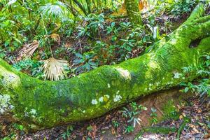 stort träd i naturlig tropisk djungelskog ilha grande Brasilien. foto