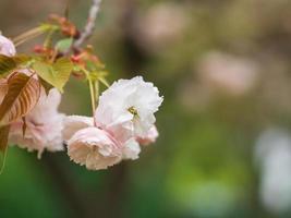 vita och mjukt rosa körsbärsblommor. foto