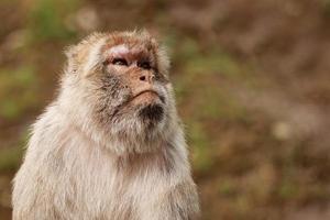 porträtt av vuxen makak i tropisk naturpark. fräck apa i naturskogsområdet. vilda scen med farliga djur. macaca mulatta copyspace foto