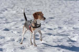 beagle valp vilar på snön foto