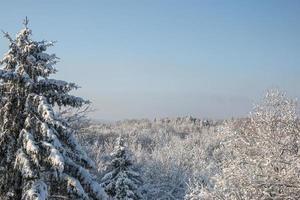trädgrenar täckta med tung snö. vackra snöiga träd i bergssidan. tjockt lager av snö täcker trädgrenarna i skogen. foto