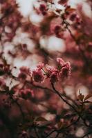 sakura japan blommar våren foto