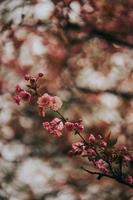 sakura japan blommar våren foto