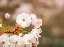 shogetsu är ett brett spritt litet lövträd med charmiga dubbla blommor som hålls i pråliga, hängande klasar med 3-6 blommor. foto