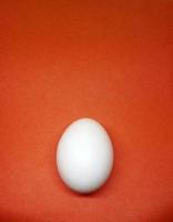 kyckling vitt ägg på röd bakgrund foto