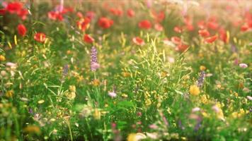 vilda fält av blommor vid solnedgången foto