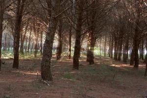 tallskog. många höga tallar växer i skogen på marken. foto