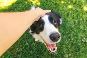 kvinna hand smeker hundvalp border collie i sommarträdgård eller stadspark utomhus. närbild hund porträtt. ägare som leker med hundkompis. kärlek till husdjur vänskap support team koncept. foto