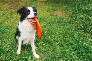 utomhus porträtt av söt rolig hundvalp border collie fånga leksak i luften. hund leker med flygande skiva. sportaktivitet med hund i parken utanför. foto