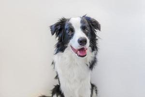 rolig studio porträtt av söta leende hundvalp border collie isolerad på vit bakgrund. ny härlig familjemedlem liten hund som tittar och väntar på belöning. husdjursvård och djurkoncept. foto