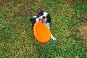 utomhus porträtt av söt rolig hundvalp border collie fånga leksak i luften. hund leker med flygande skiva. sportaktivitet med hund i parken utanför. foto