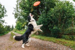 utomhus porträtt av söt rolig hundvalp border collie fånga leksak i luften. hund leker med flygande skiva. sportaktivitet med hund i parken utanför. foto