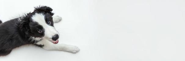 rolig studio porträtt av söt leende hundvalp border collie isolerad på vit bakgrund. husdjursvård och djurkoncept. baner foto