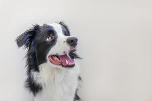 rolig studio porträtt av söta leende hundvalp border collie isolerad på vit bakgrund. ny härlig familjemedlem liten hund som tittar och väntar på belöning. husdjursvård och djurkoncept. foto