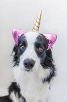 rolig kawaii porträtt valp hund border collie med enhörningshorn isolerad på vit bakgrund. hund med majs, söt hundmajs. mitt lyckliga enhörningsliv. husdjursvård och djurkoncept. foto