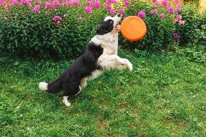 utomhus porträtt av söt rolig hundvalp border collie fånga leksak i luften. hund leker med flygande skiva. sportaktivitet med hund i parken utanför. foto