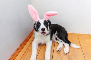 glad påsk koncept. roligt porträtt av söt leende hundvalp border collie som bär påskhareöron inomhus hemma foto