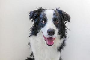 rolig studio porträtt av söta leende hundvalp border collie isolerad på vit bakgrund. ny härlig familjemedlem liten hund som tittar och väntar på belöning. husdjursvård och djurkoncept. foto