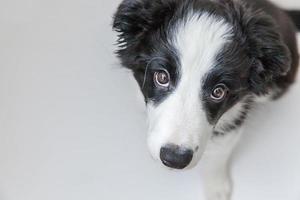 rolig studio porträtt av söt leende hundvalp border collie på vit bakgrund foto