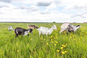 söt frittgående getten på organisk naturlig eko-djurgård som fritt betar i ängsbakgrund. tam get betar tugga i betesmark. modern djurboskap, ekologiskt jordbruk. djurens rättigheter. foto