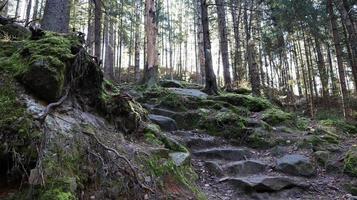 turistväg dovbush trail. pittoreska klippor på en vandringsled i ett skogsberg nära byn yaremche på hösten. vacker tallskog på en solig dag. ukraina, karpaterna foto