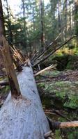 turistväg dovbush trail. pittoreska klippor på en vandringsled i ett skogsberg nära byn yaremche på hösten. vacker tallskog på en solig dag. ukraina, karpaterna foto