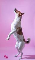 blandras söt hund porträtt på rosa bakgrund foto