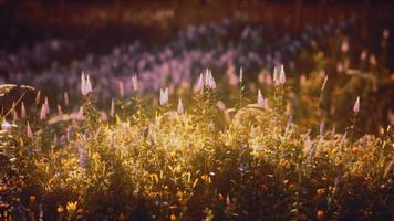 solnedgång i fältet vilda blommor foto