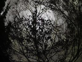 mörka dystra träd foto