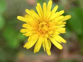 maskrosväxt taraxacum officinale gul blomma foto