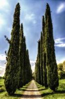 cypress gränd i villa adriana, tivoli, Italien foto